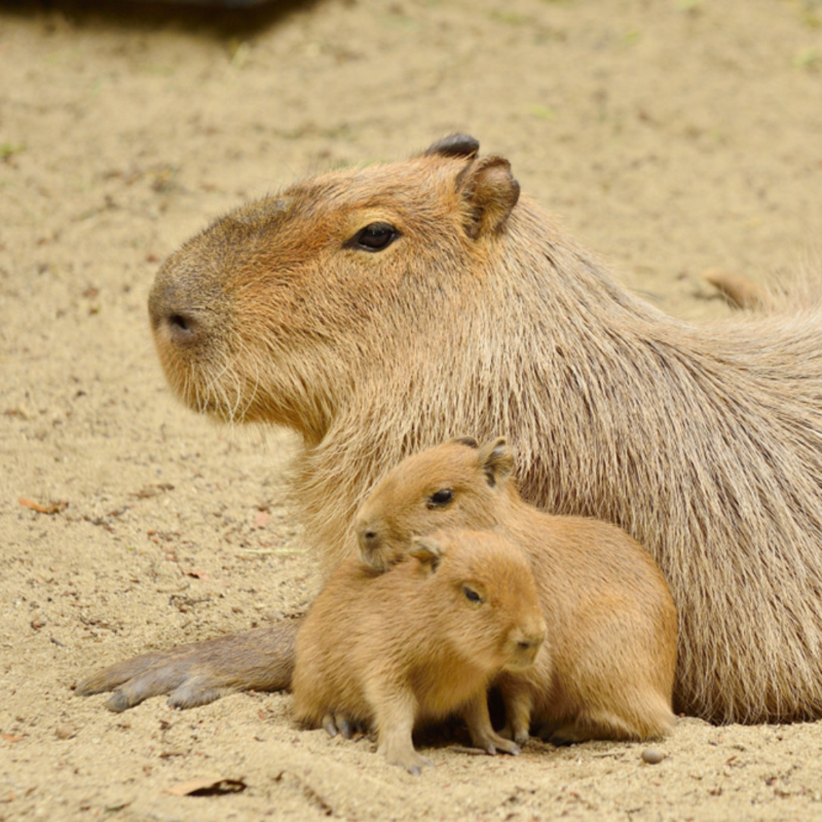 Tiny Capybara Babies Just Born at Zoo Are Stealing Everyone's Hearts -  PetHelpful, image size:1200x1200