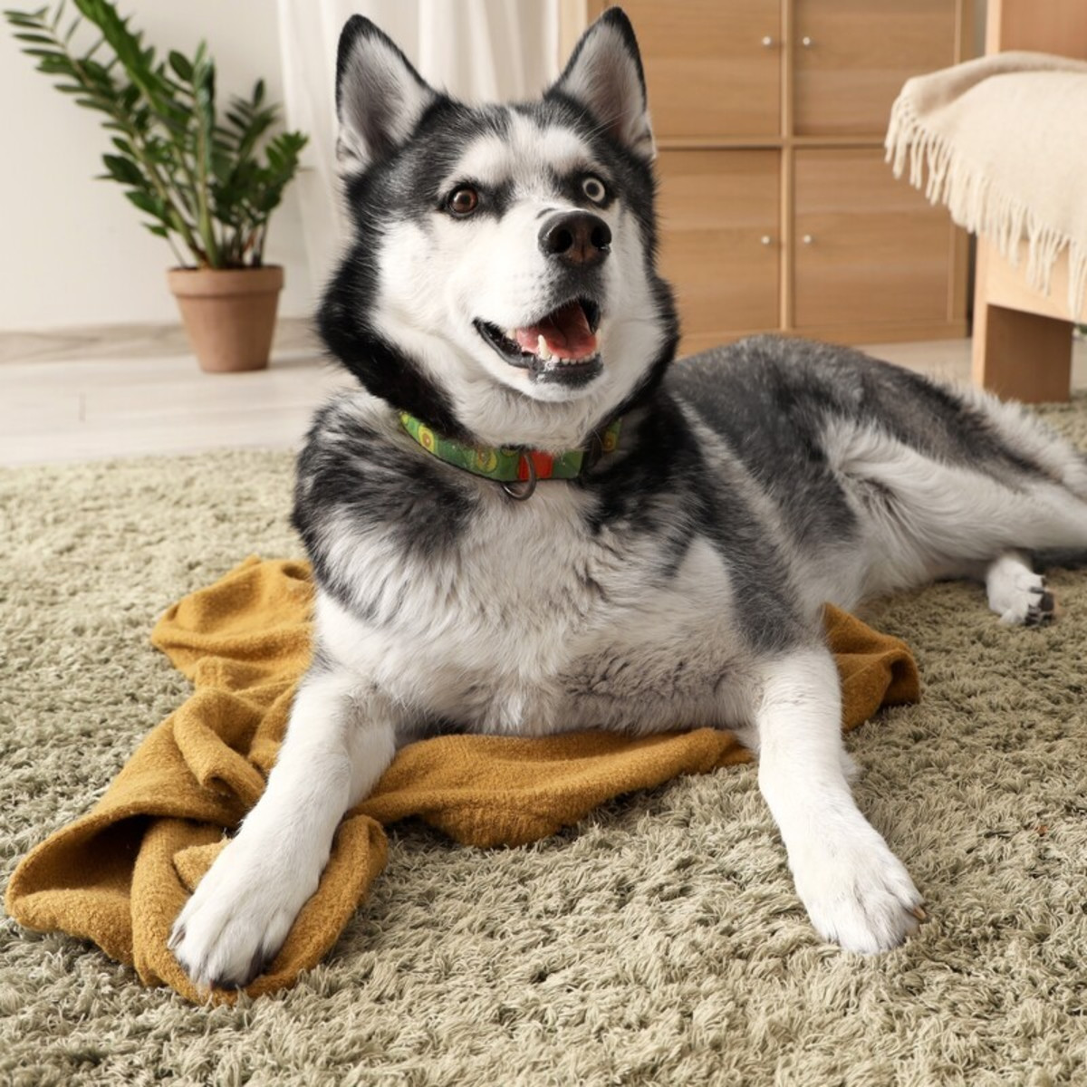 Excited Husky's Daily 'Dance Moves' Have People Totally Cracking