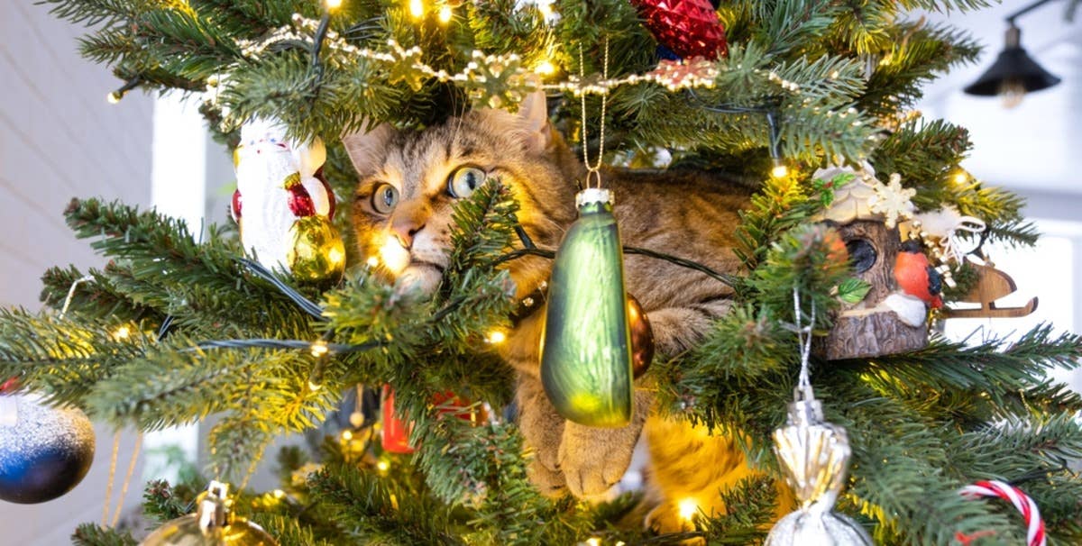 Cat 'Freezes' in the Christmas Tree Hoping Her Humans Won't Notice Her -  PetHelpful