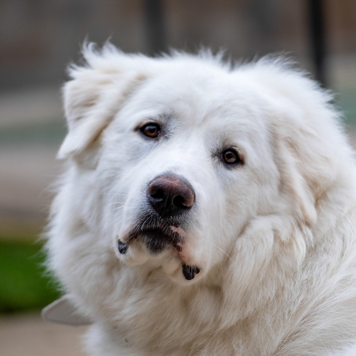 Pyrenees Mix Great Pyrenees Guard Dog How Do You Know If They'll