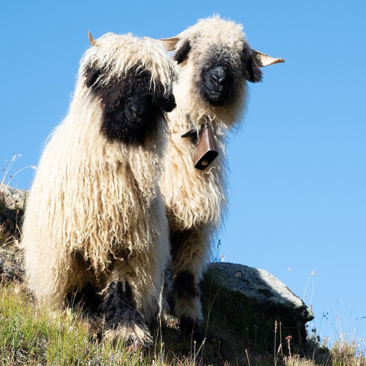 Big, Fluffy Sheep Siblings Hopping Around Front Yard Together Have