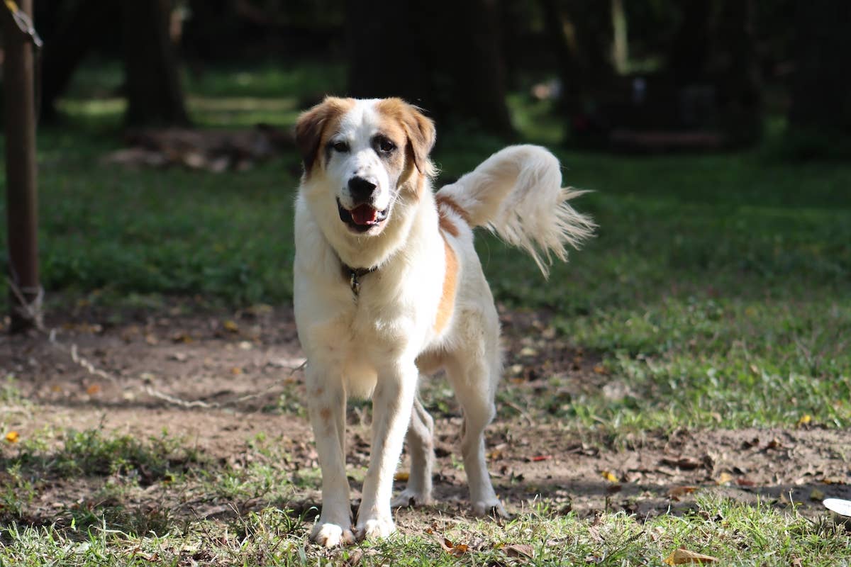 Great Pyrenees Golden Retriever Mix Adoptable Puppies National Great