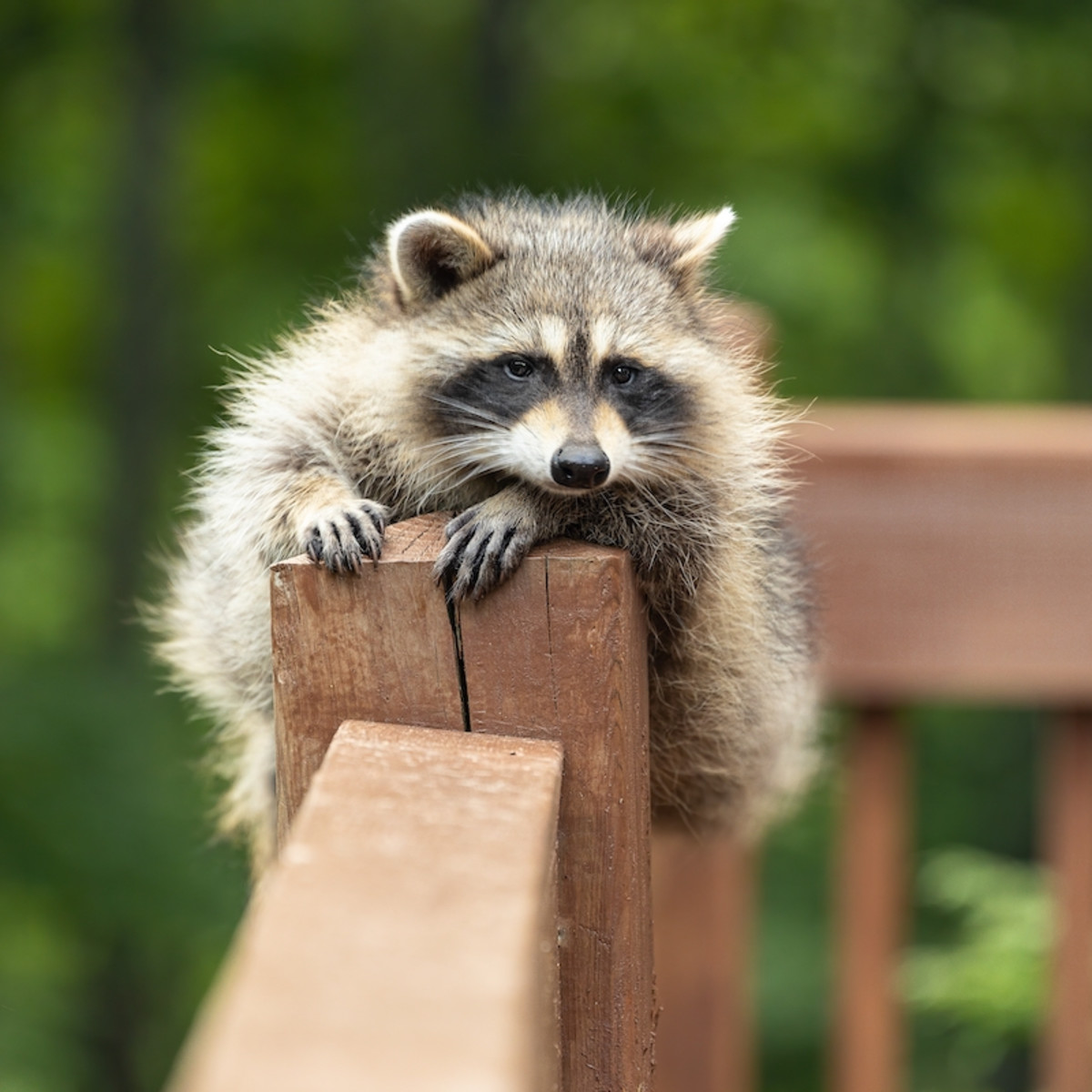 How to Keep Raccoons Out of Cat Food: Effective Tips & Tricks
