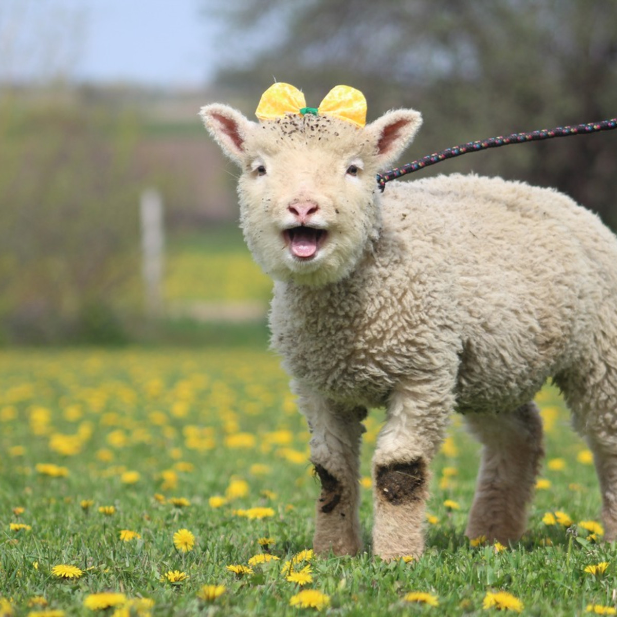 その他 Wagnus baby sheep mini to mini Wagnus baby sheep mini to mini