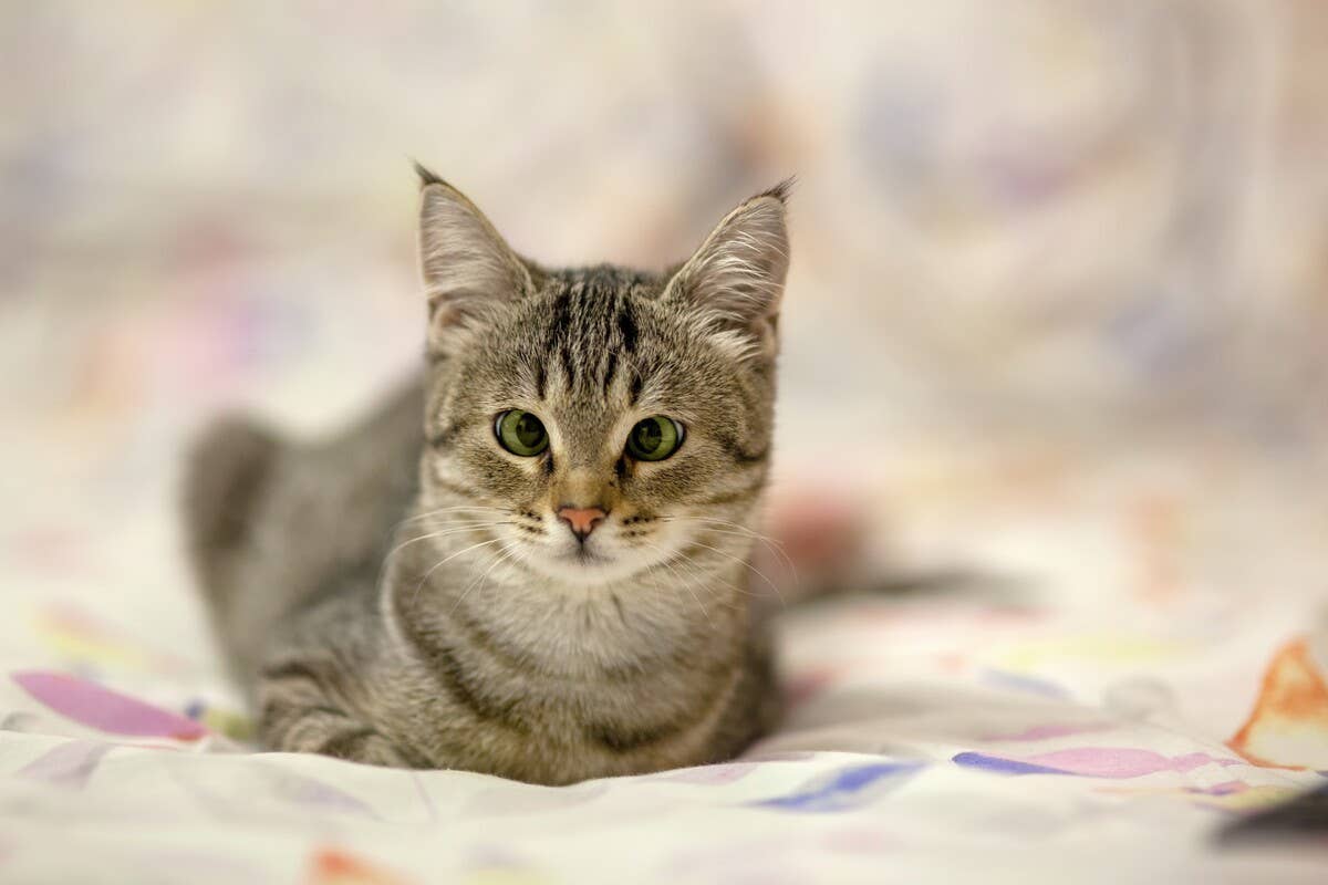 Cross Eyed Cat Is My Cross Eyed Cat Special Needs?