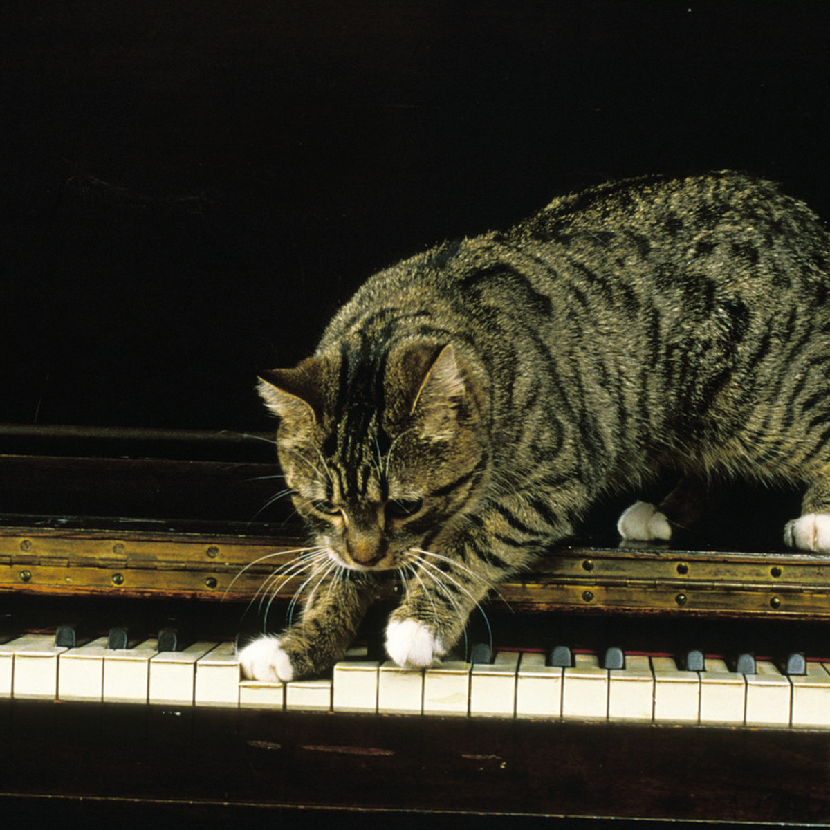 Labrador Retriever and Cat Play the Piano Together, and It's