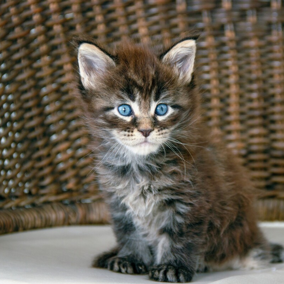 Maine Coon Kitten's Cute Case of the Hiccups Has Us Obsessed - PetHelpful, image size:1200x1200