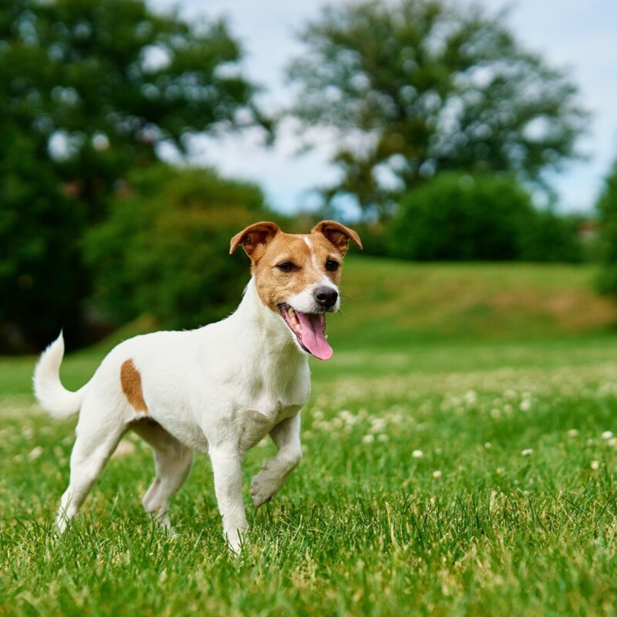 Huxters Sorry For Loss Of Dog U2013 Jack Russell Terrier - Condolences To Dog Mum And Dog Dad U2013 Dog Best Faithful Friend Deepest Sympathy (Jack Russell Terrier