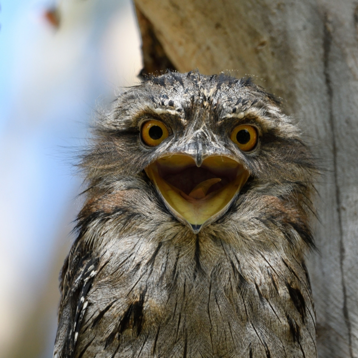 Rare Australian Bird Looks a Ridiculously Cute, Petrified Pokemon -  PetHelpful, image size:1200x1200
