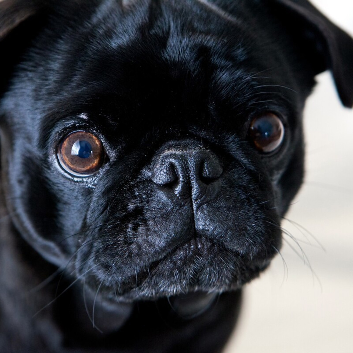 Little Black Pug's Attempt To Be a 'Guard Dog' Against the Window Washer  Has Us in Stitches - PetHelpful, image size:1200x1200