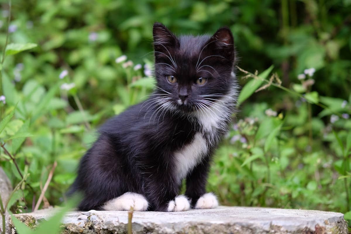 tuxedo cat kitten pictures