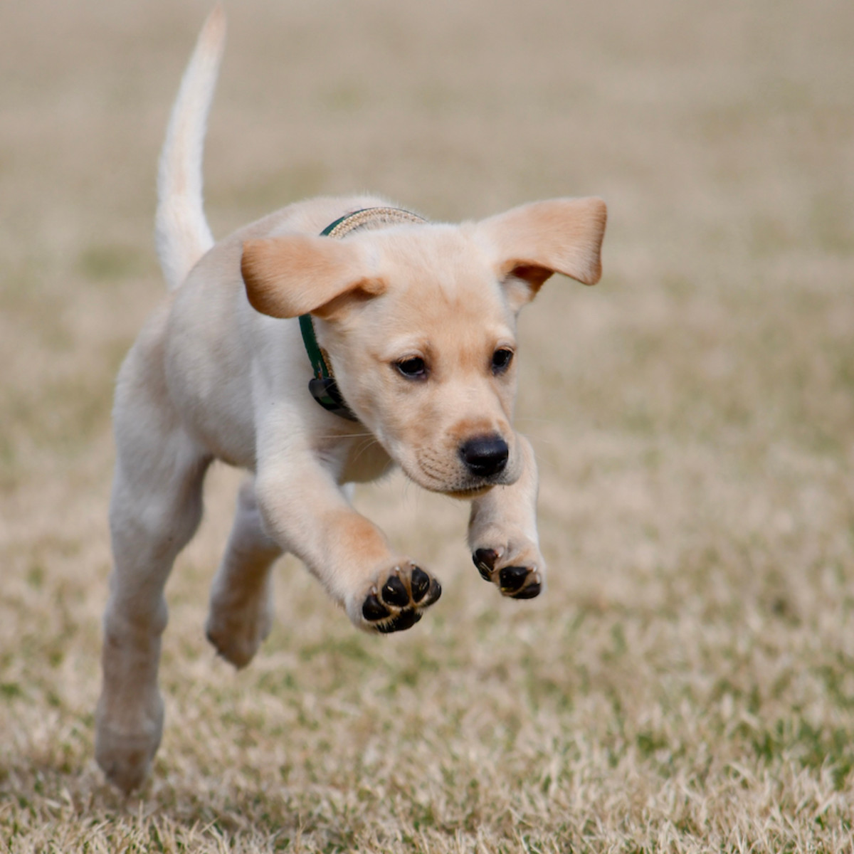 Zoi — Fetch Wisconsin Rescue, image size:1200x1200