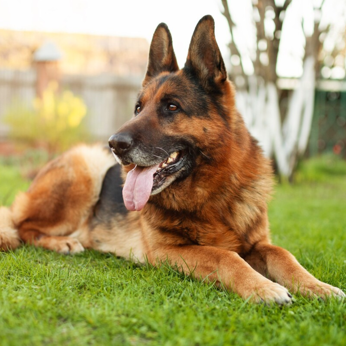 Backyard Upgrade for German Shepherd Leads To Unrivaled Joy and Epic  Zoomies - PetHelpful, image size:1200x1200