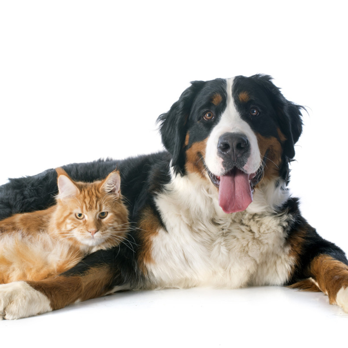 仲條正義「IS IT MOUNTAIN CAT OR MOUNTAIN DOG」 shutterstock_174001499-1.jpg