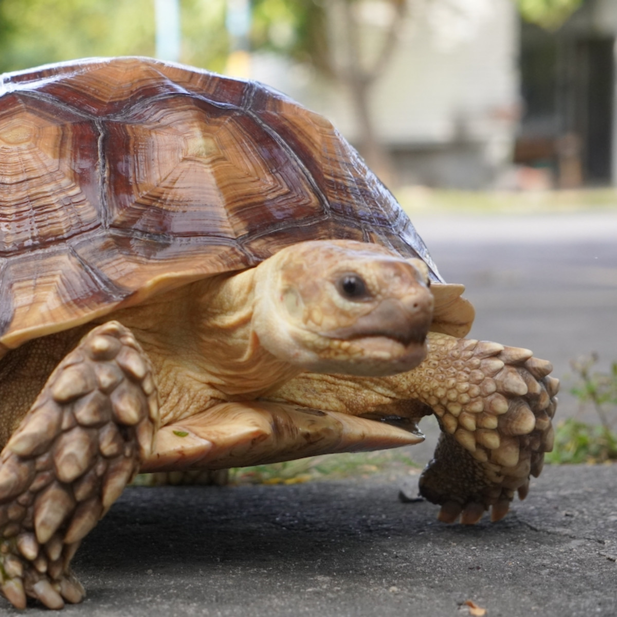Speedy Tortoise Races to Safety After Her Enclosure Catches on