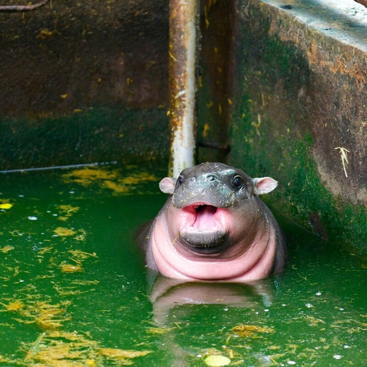 Baby Pygmy Hippo Adorably Tries to 'Hide' in Pool to Avoid Having to Go  Inside - PetHelpful, image size:1200x1200