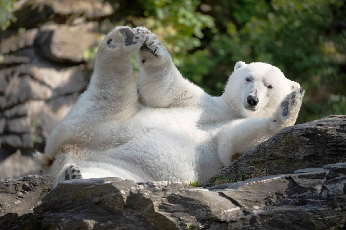funny polar bear images