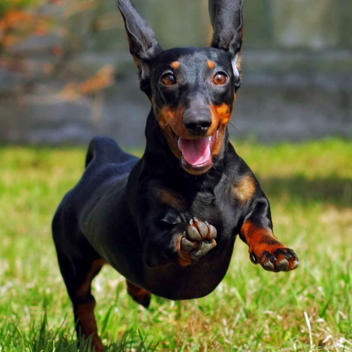 Doberman with Dachshund Mix | TikTok, image size:1200x1200