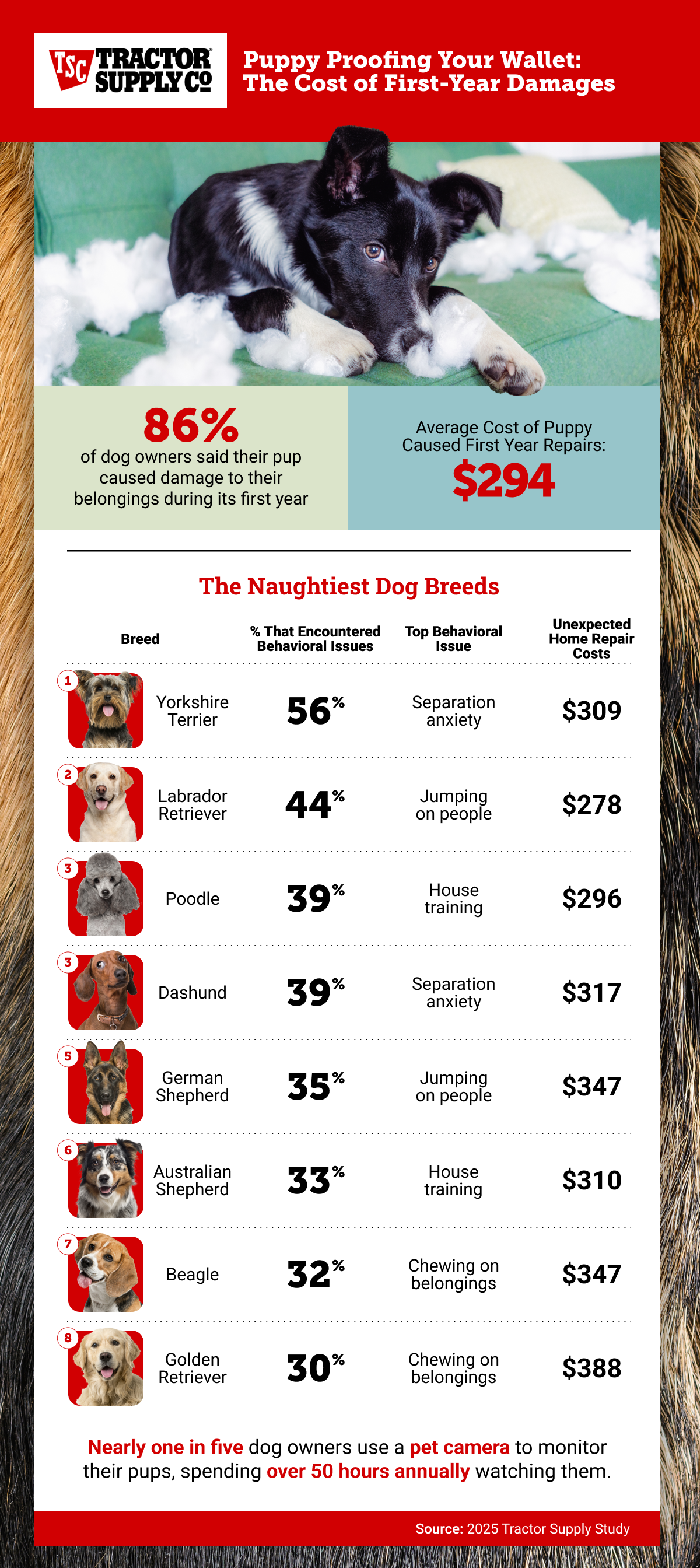 Are There 400 Breeds of Dogs: Unveiling the Truth Today