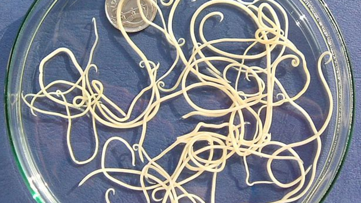 Intestinal Worms in Dogs - PetHelpful, image size:1200x675