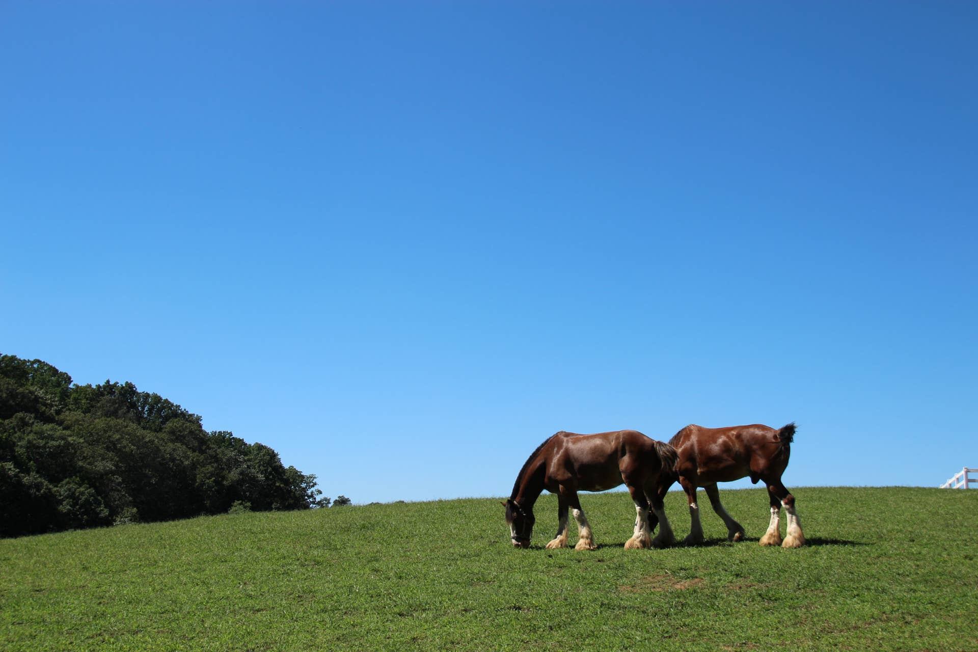Top 10 Most Beautiful Horse Breeds In The World Youtube