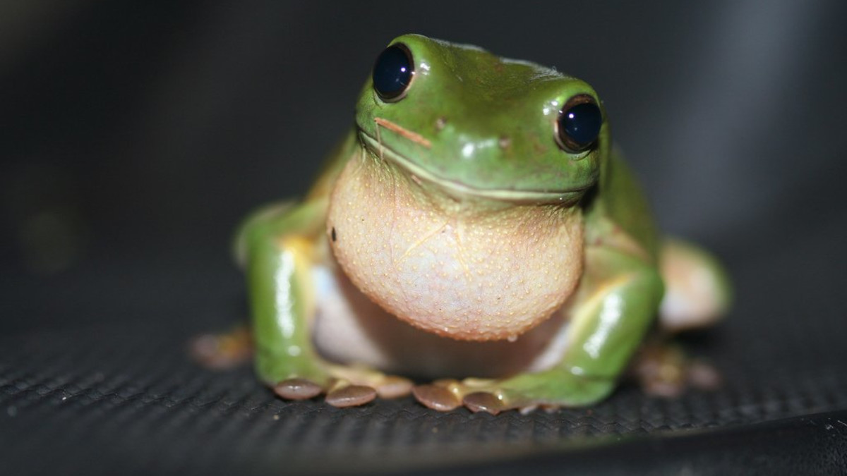Facts About Green Tree Frogs: Things to Know Before Keeping Them as Pets -  PetHelpful, image size:1200x675