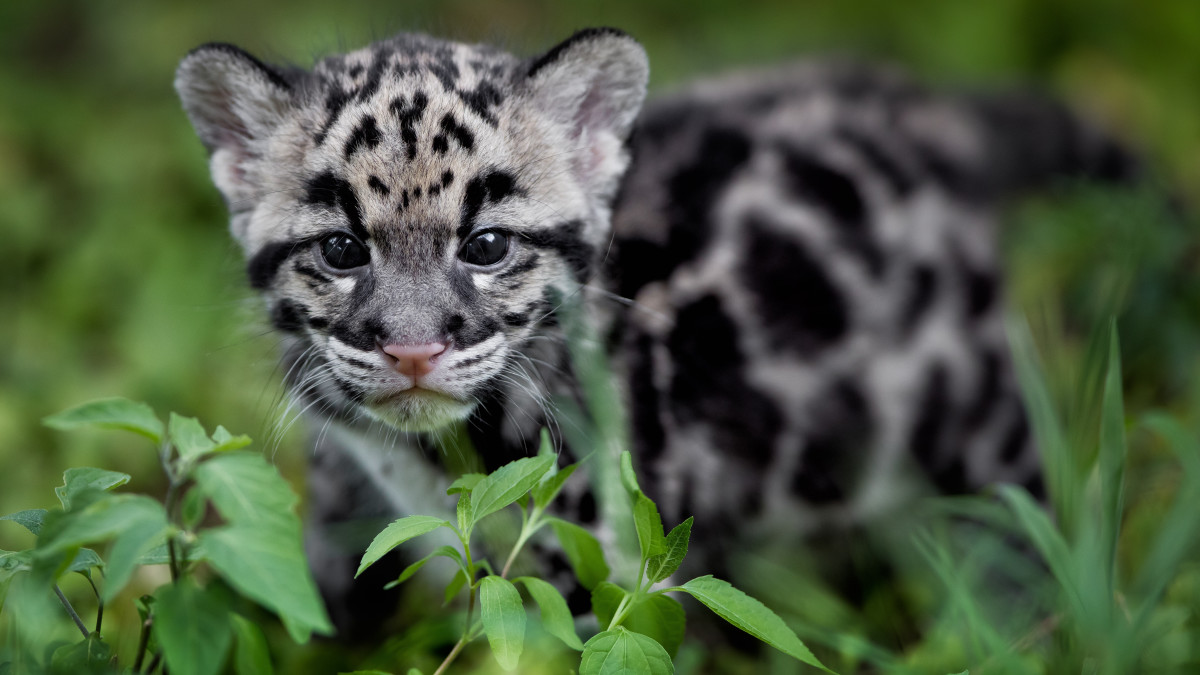 シム・シメール、【THE LITTLE CLOUDED LEOPARD】 shutterstock_468337169.jpg