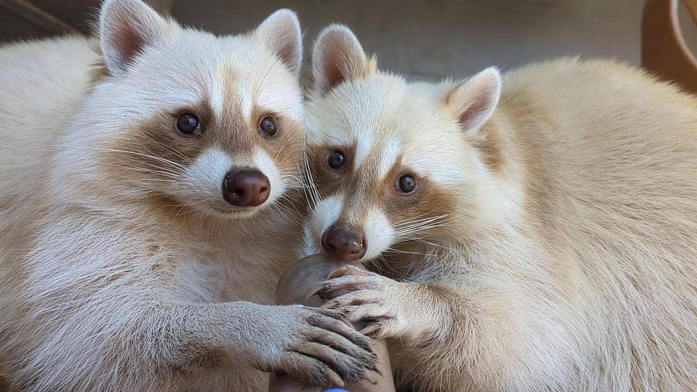 The Albino Raccoon — Nature’s Rare and Mystical Wonder – New and Tips