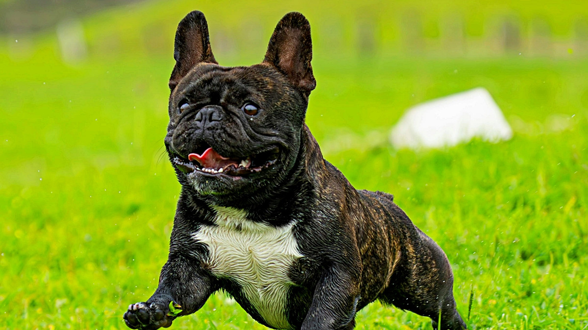 7 Small Dogs That Are Great for Families (And a Few That Aren't) -  PetHelpful, image size:1200x675