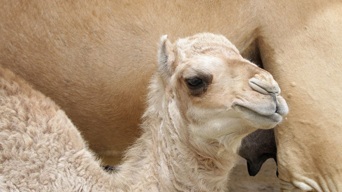 baby-camel-close-up.jpg