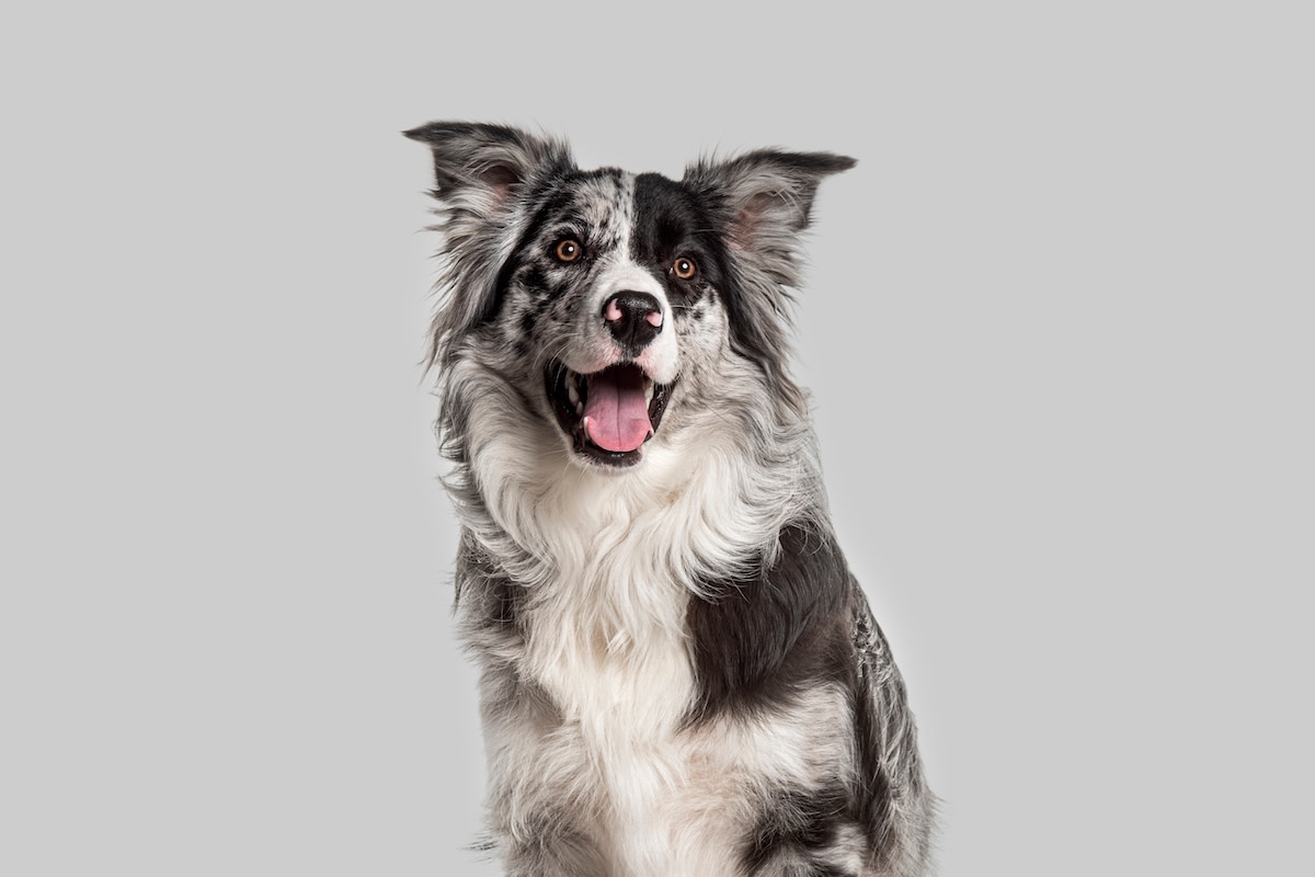 Rare White Puppy Adorably Looks Like He Came From Another Planet -  PetHelpful, image size:1200x800