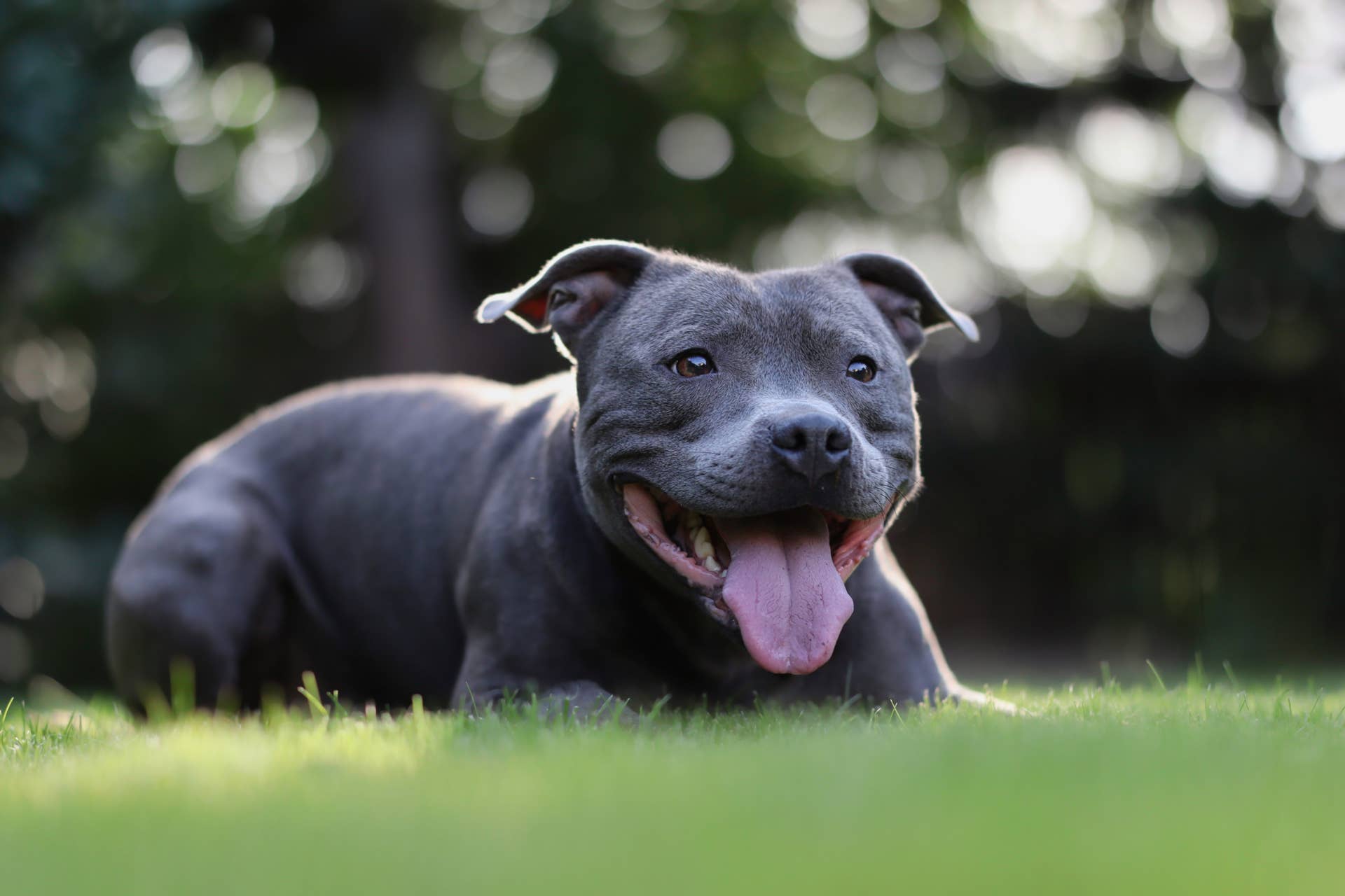 Blue Staffy s Adorable Bond with the Mailman Is the Ultimate Friendship Goal