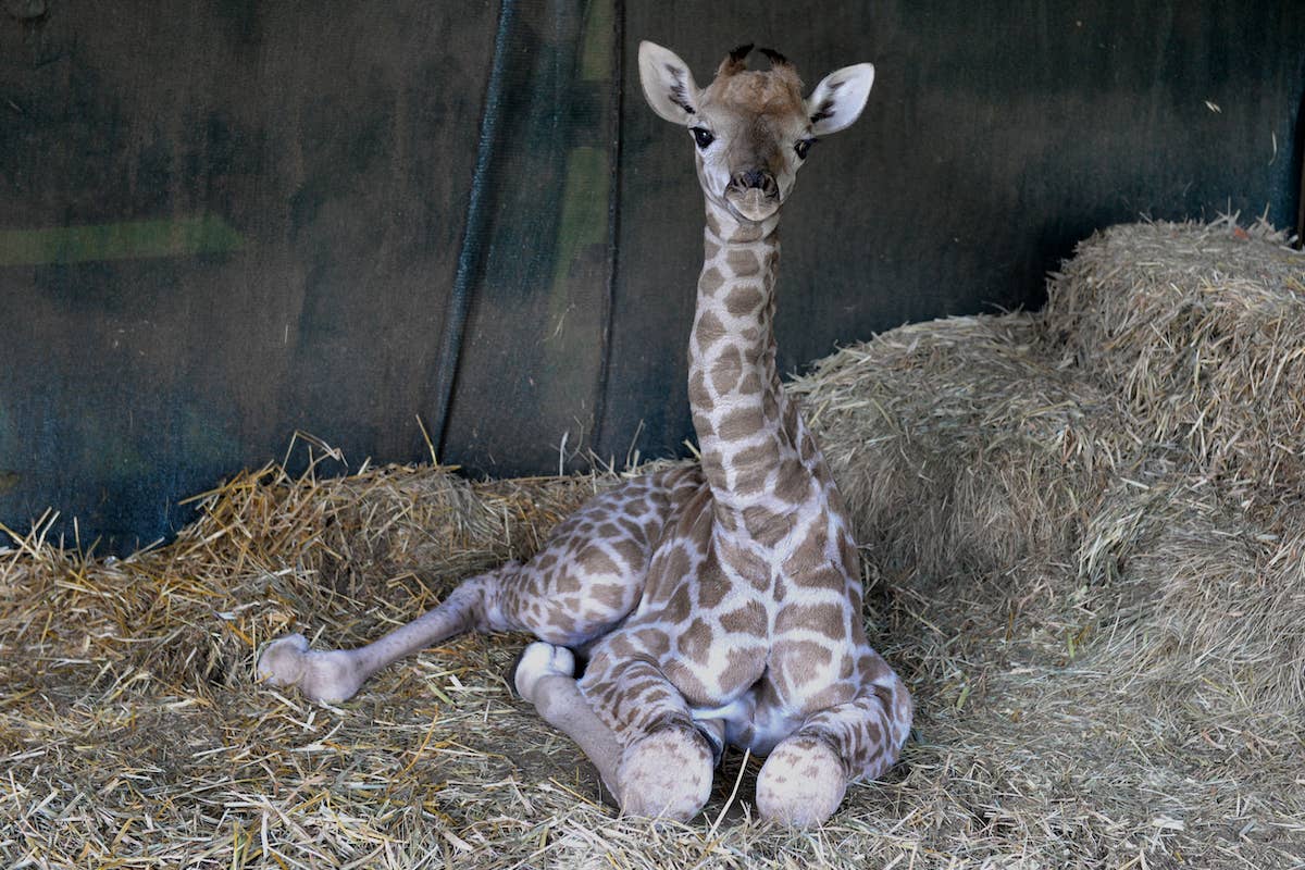 zeichnungen-von-giraffenbabys-seltene-geburt-giraffe-bringt