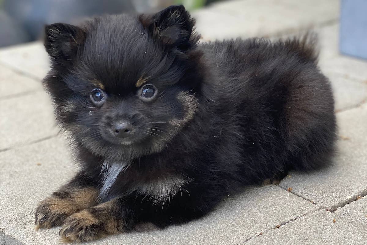 Black And Tan Pomeranian Mix 5 Hundred Black Pomeranian Puppy Tan