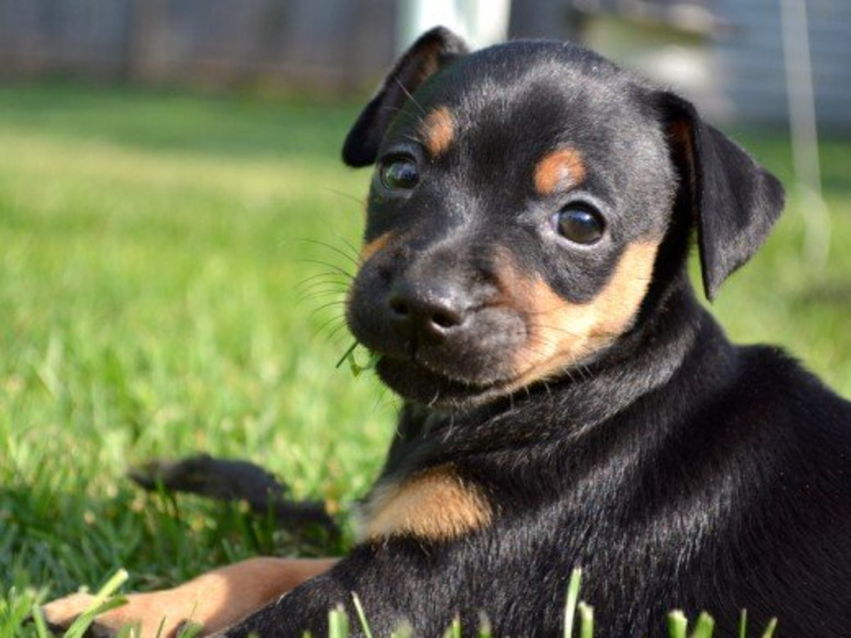 mini pinscher mix puppy