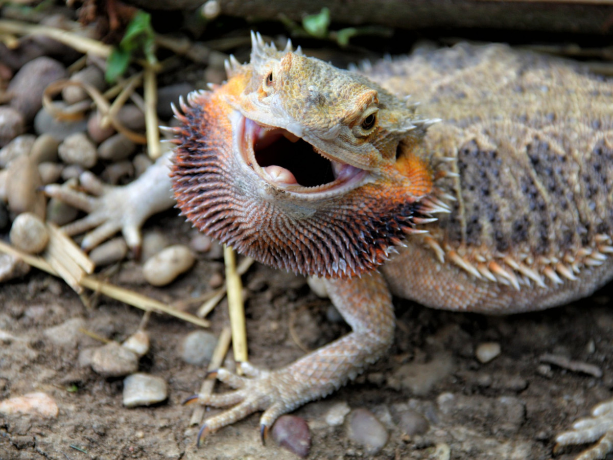 How to Take Care of a Bearded Dragon for Beginners - PetHelpful, image size:1200x900