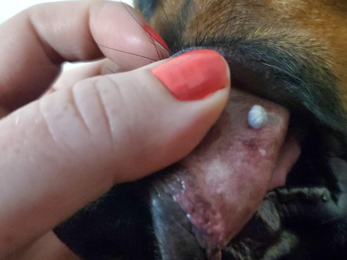 dog-has-large-lump-on-lip-of-tail-infoupdate
