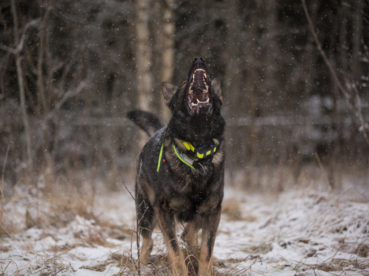 SAVE THE VOICE I-IV セット aggressive dogs PeacefulPawsDogAggression_Nois