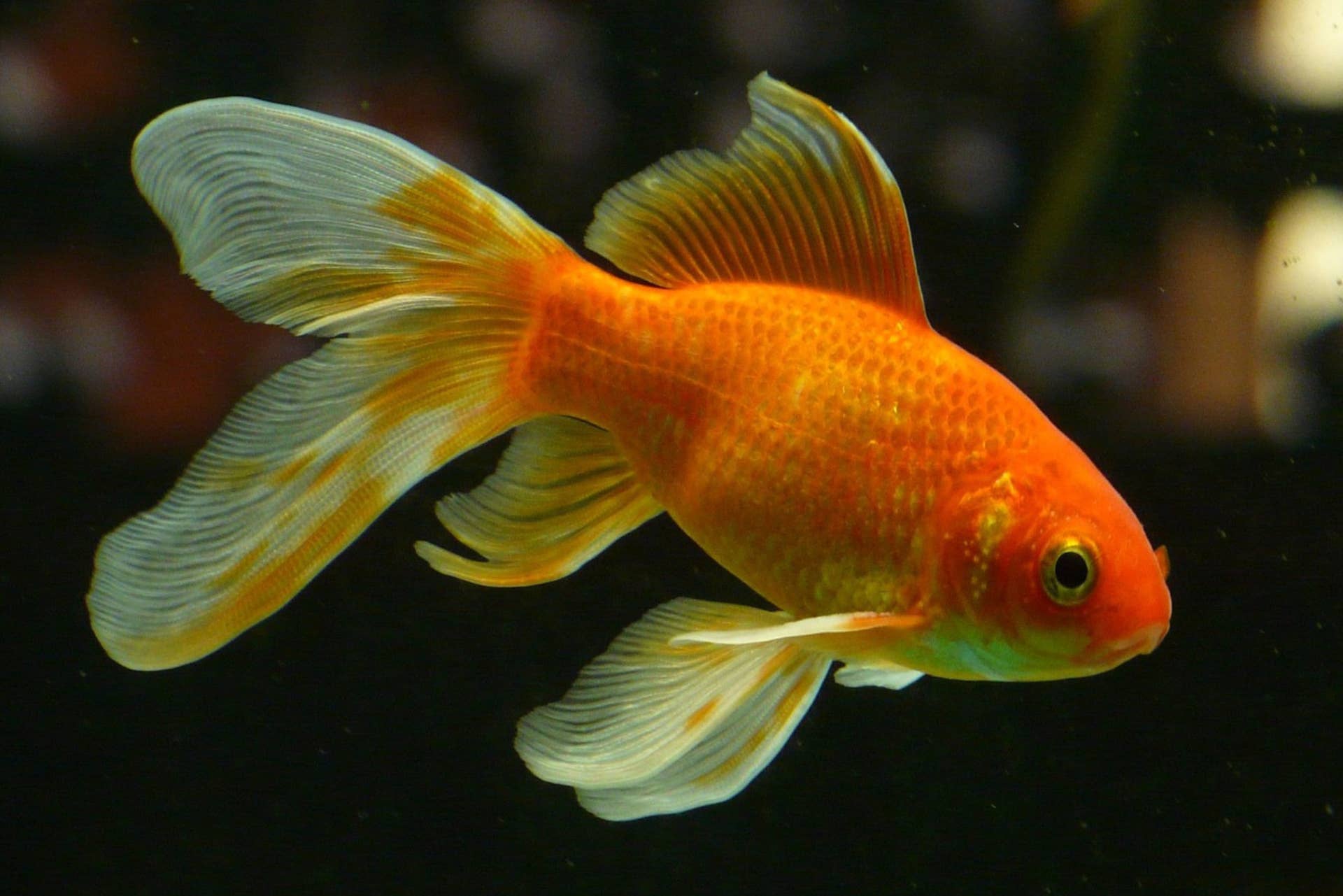 how to color a goldfish
