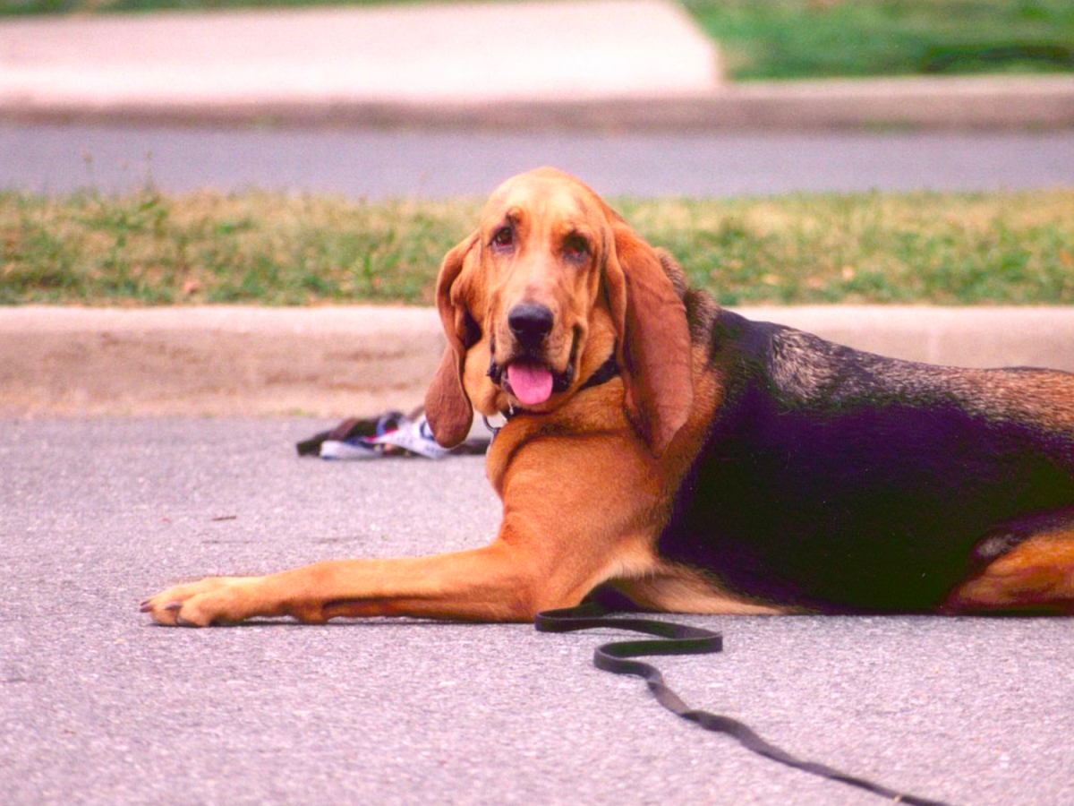 ARB The Best 　 POWER UP! HOUND DOG ARB The Best POWER UP! HOUND DOG ARB The Best POWER UP! HOUND DOG