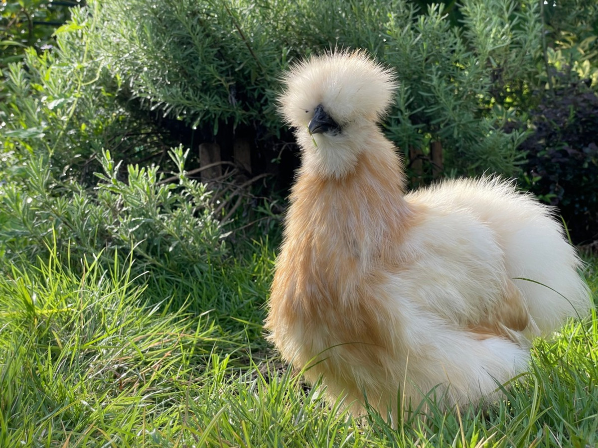 Woman Shares Her 'Lazy' Chicken's Morning Routine and Everyone's Here for  It - PetHelpful, image size:1200x900