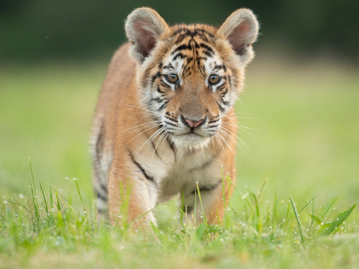 tigerキュー タイガー キュー TH-2 (Ultra-Xシャフト) TIGER / ビリヤード 通販