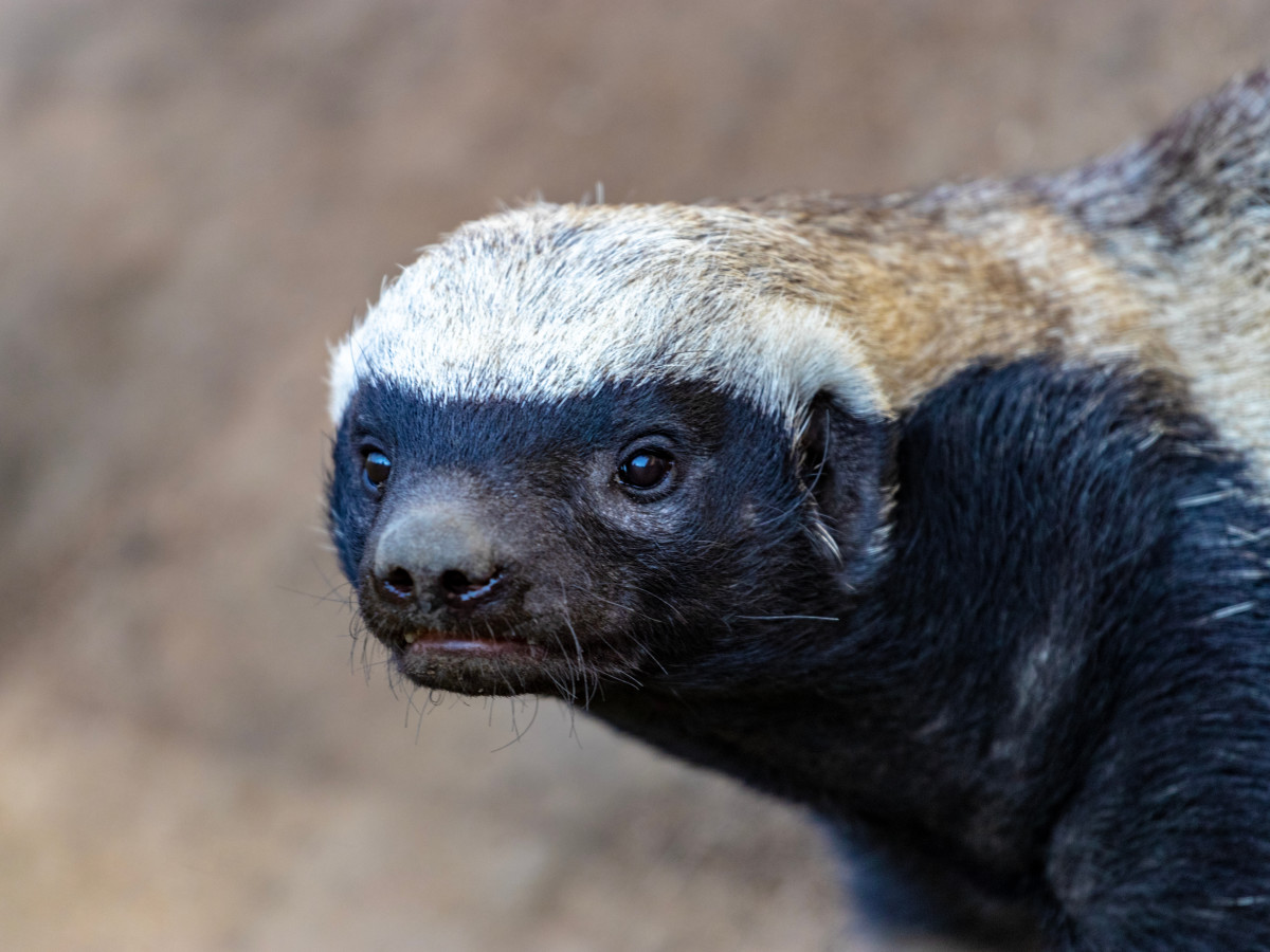 Safari Tourists Stunned as Honey Badger Launches Attack on Giant Elephant -  PetHelpful