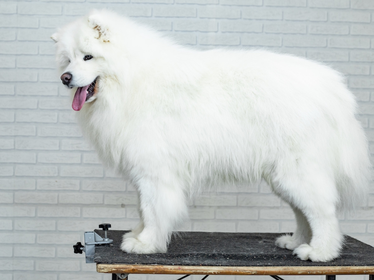 【SAMOYED】MY SAMOYED「90' Madam Fur Coat True Extent of Samoyed's Winter Coat Revealed During Jaw-Dropping