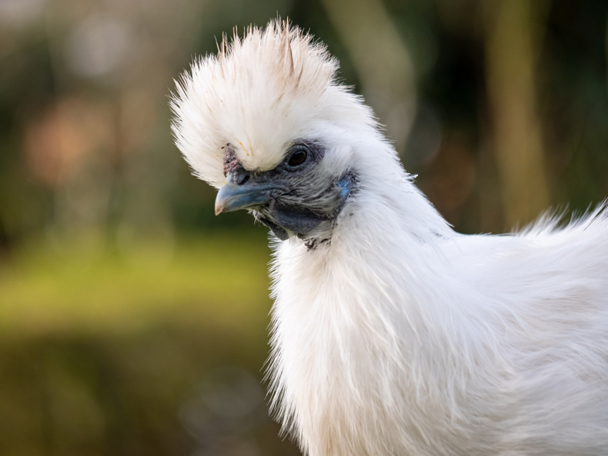 Fluffy Chicken's Luxurious Springtime Bath Routine Instantly Goes Viral -  PetHelpful, image size:1200x900