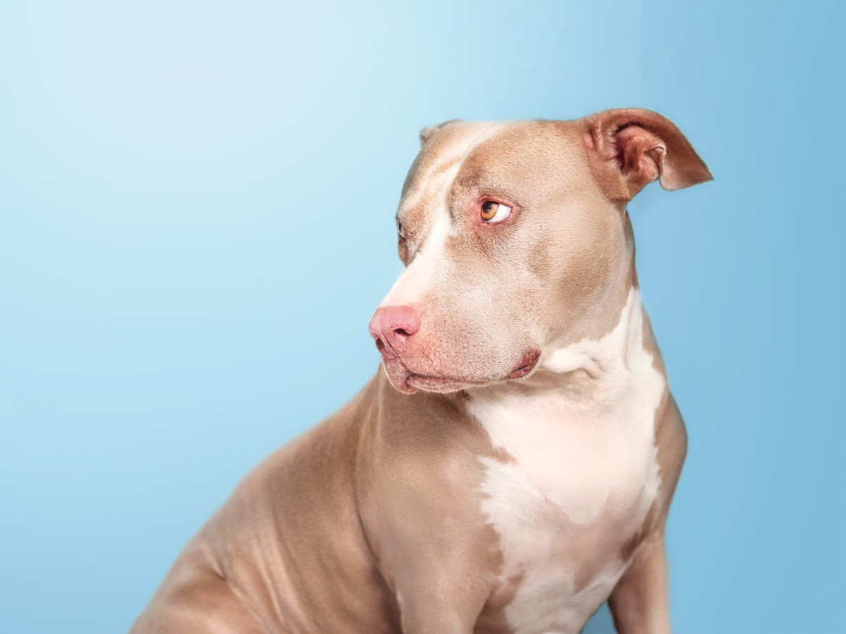 Page 69 – iHeartDogs.com, image size:1200x900