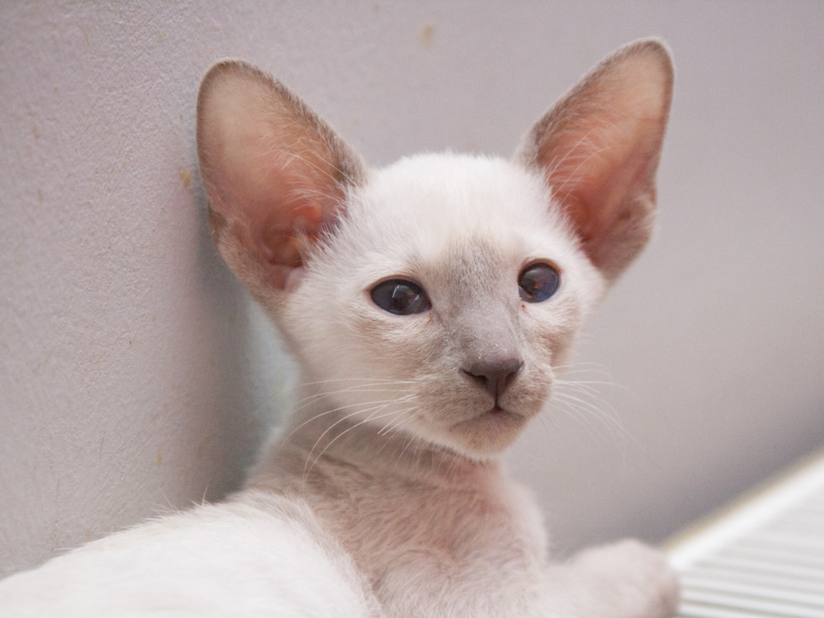 Oriental Cat Breeds: Discover Stunning Traits & Care Tips