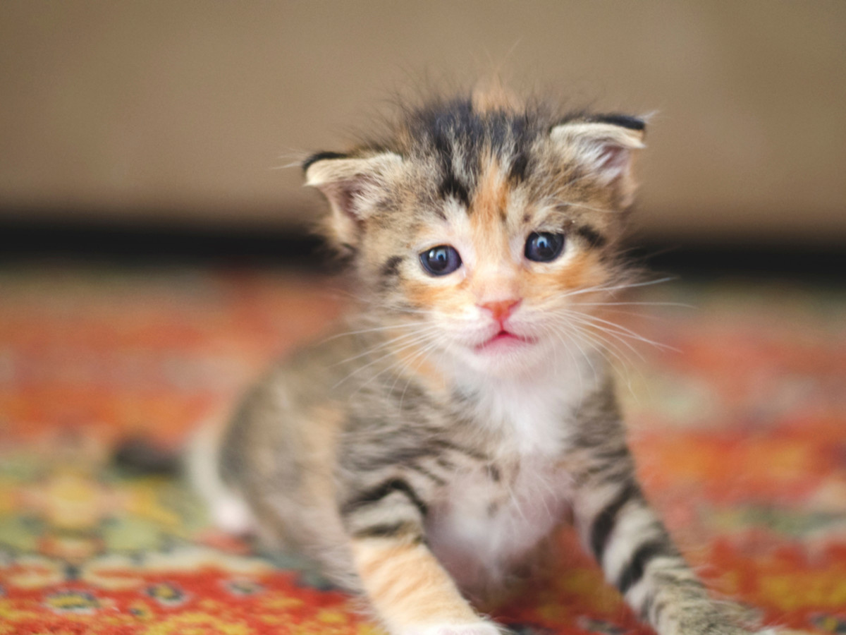 Update on Tiny Kitten Who 'Walked Onto NYC Subway' Has People in Tears -  PetHelpful
