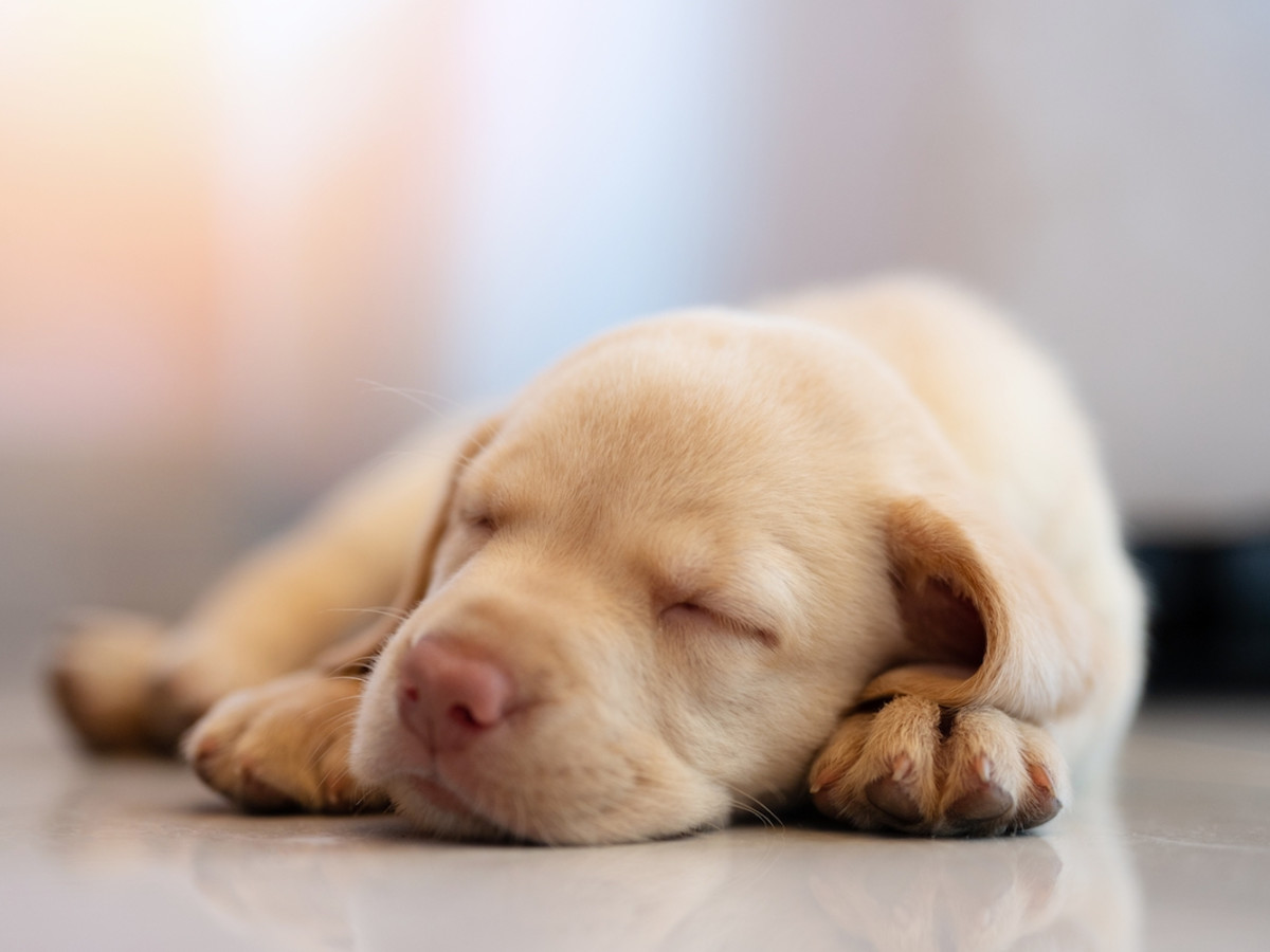 Weeks-Old Rescue Puppy Enjoys Food Coma Couch Nap After Being Found Alone  in the Street - PetHelpful, image size:1200x900