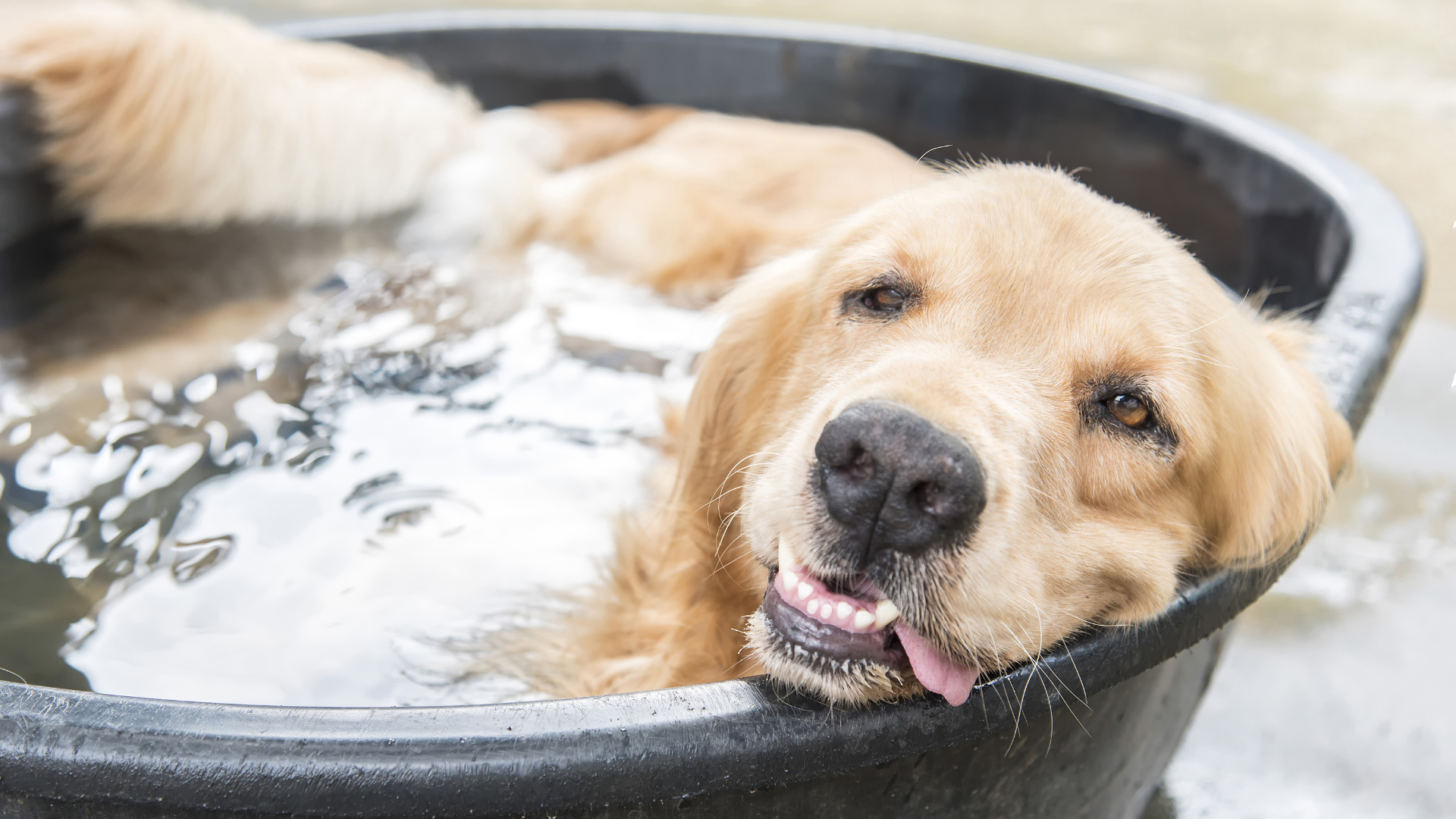 dog taking a bath png